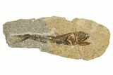 Oligocene Fossil Lanternfish (Eomyctophum) - Poland #374305-1